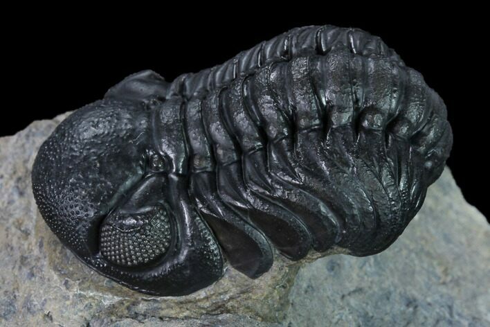Nice, Austerops Trilobite - Visible Eye Facets #165913